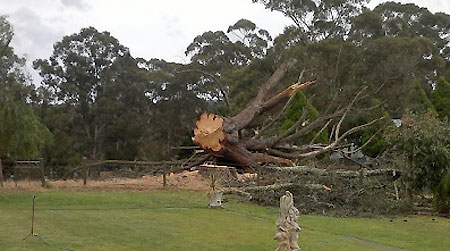 Adelaide Hills Tree Services. Tree Cutting, Tree Removal, Rope